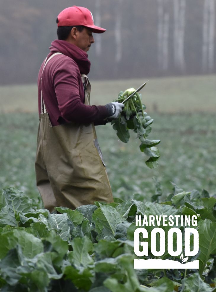 farmer harvesting broccoli