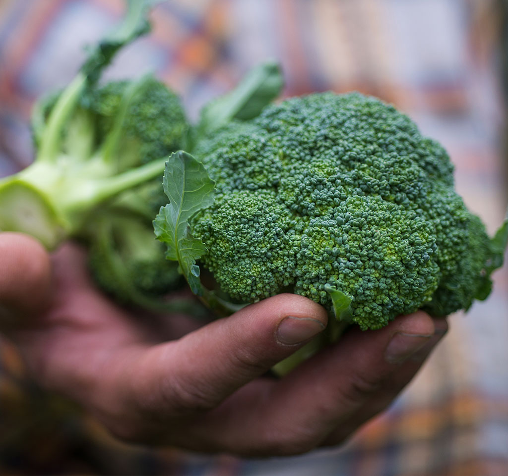 An Opportunity Hidden in Plain Sight: Broccoli Byproducts